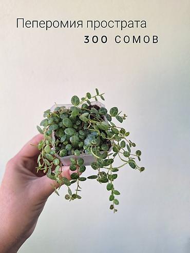 растения для аквариума: 🌿 Комнатные растения/цветы (детки/молодые растения). 🪴 Названия и цены — 10