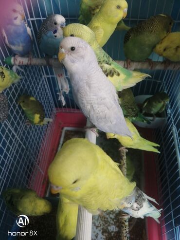 Tutuquşları: Papuqaylar 9azn Papuqay qəfəsləri 9azn Təzə qəfəslərdi 9-azn -da lalafo.az — 10 Tutuquşları: Papuqaylar 9azn Papuqay qəfəsləri 9azn Təzə qəfəslərdi 9-azn — 10