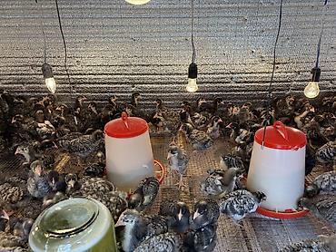 bakida heyvan siginacagi: Toyuq cücələri, Damazlıq, Ünvandan götürmə, Ödənişli çatdırılma, Rayonlara çatdırılma — 6