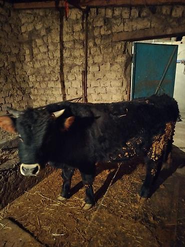 Коровы, быки: Продаю | Бык (самец) | На откорм | Привязанные — 10