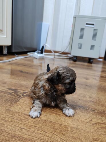 bakida it bazari hardadir: Pekines, 2 ay, Erkek, Peyvəndli, Pulsuz çatdırılma