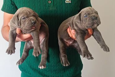 İtlər: Kane-Korso — 1