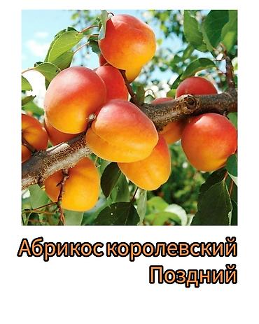 Другие фруктовые и ягодные растения: Саженцы плодовых культур (разные сорта) оптом и в розницу. Успейте — 3