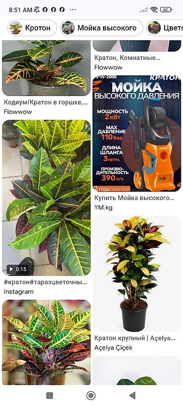 пальма: Кротон.дерево декоративное огромное рост 1.20.цвета листьев разные — 2