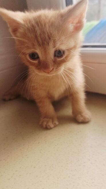 Pişiklər: Şotland, Erkək, Ünvandan götürmə, Ödənişli çatdırılma -da lalafo.az — 13 Pişiklər: Şotland, Erkək, Ünvandan götürmə, Ödənişli çatdırılma — 13