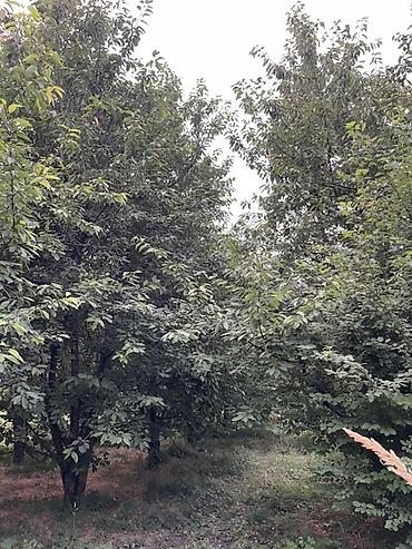 ev gülleri ve adlari: Meyvə bağı – gilas ağacları Magıstral yolun düz qırağında yerləşir — 3