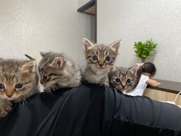 сибирская черно белая кошка: Кошка даром: Беспородная, Мальчик