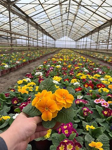 Садовые цветы и кустарники: Рассада цветка — 12