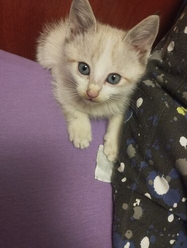 сиамские котята: Кошка даром: Сиамская, 1 месяц, Мальчик