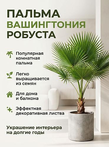 limon agacı: Palma Vashinqtoniya filamentosa (ipli vasingtoniya) – ev və bağ üçün — 1