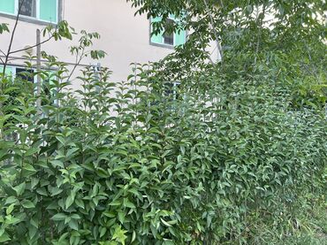 Ağaclar: Yaşıl canlı çəpər – Ligustrum (Privet) kolları - Məhsul — 12