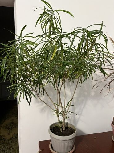 оборудование для аквариума: Комнатные растения в кадках 1) Кротон (Codiaeum variegatum, форма с