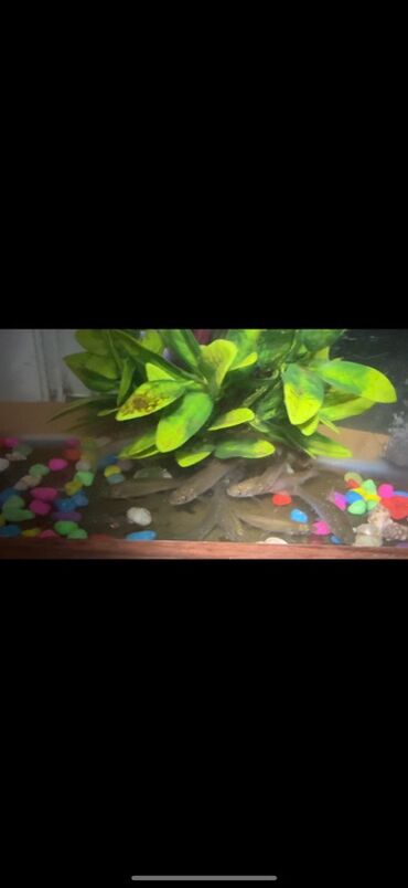 Akvarium aksessuar və ləvazimatları: Kütüm balıqlar yerim valaca oldugu üçün satoram 18-17 edəddir təcili — 5