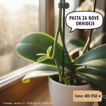 vozic za cvece: Keiki pasta za razmnozavanje i produzetak cvetanja vaše — 4