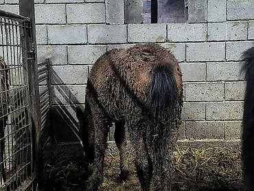 Лошади, кони: Продаю | Кобыла (самка) | Для разведения — 5