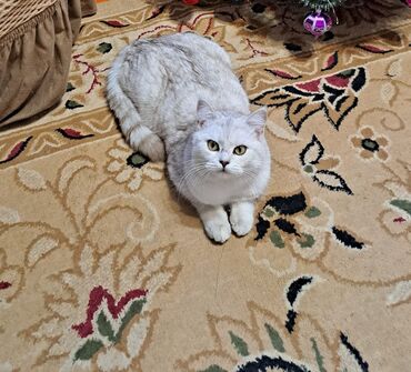 британский короткошерстный кот: Продаю котика !Уши скоттиш-фолда загнуты вперед и вниз к голове, а у