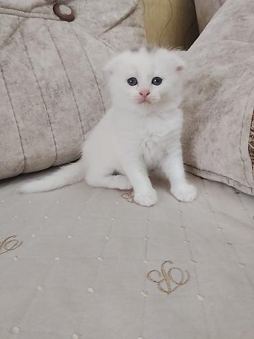 Кошки: Шотландская вислоухая — 6