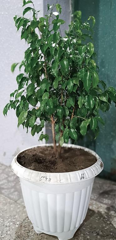 ev guleri: Dekorativ Fikus (Ficus benjamina) dibçəkdə. Parlaq yaşıl, sıx — 2