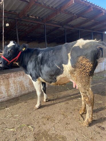 Коровы, быки: Продаю | Корова (самка) | Голштин | Для молока | Стельные — 1