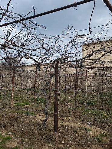 tor satisi: 🍇 ÜZÜM AĞACLARININ SATIŞI 🍇 Bağ salmaq istəyənlər üçün hazır və — 4
