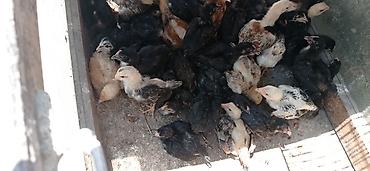 Toyuq cücələri, Ətlik lalafo.az -da Toyuq cücələri, Ətlik