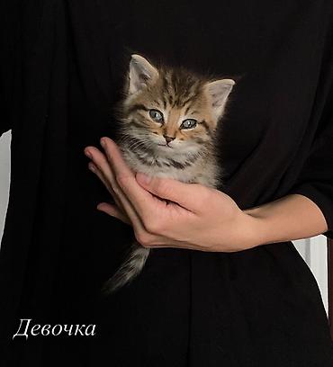 купить бенгальскую кошку: Кошка даром: Беспородная, 1 месяц, Мальчик, Приучена к лотку — 4