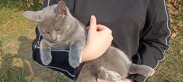 Pişiklər: Şotland, Dişi, Yaxşı əllərə, Pulsuz çatdırılma — 1