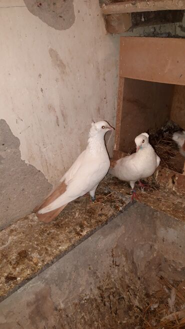 Göyərçinlər: Abrez bawi kekili hazir cutler ve keven quwlarda var cutu 30m.barterde — 5