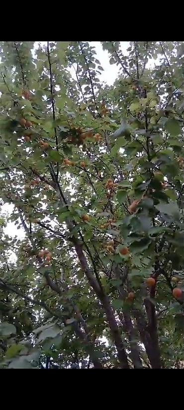 kend ehmedlide torpaq: 12 sot, Mülkiyyətçi, Kupça (Çıxarış) — 2