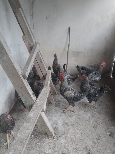 Gəmiricilər: Məhsul: Yerli təsərrüfatdan bar-kəkilli, qara-ağ zolaqlı toyuq və