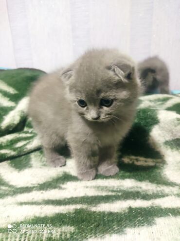 Pişiklər: Şotland, Erkək, Dişi, Yaxşı əllərə, Ünvandan götürmə — 27