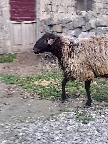 Mal-qara: Erkək, Qala, il: 1, Damazlıq, Ünvandan götürmə — 3