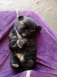 акустические системы oneder колонка в виде собак: Пекинес, 2 месяца, Самка, С родословной