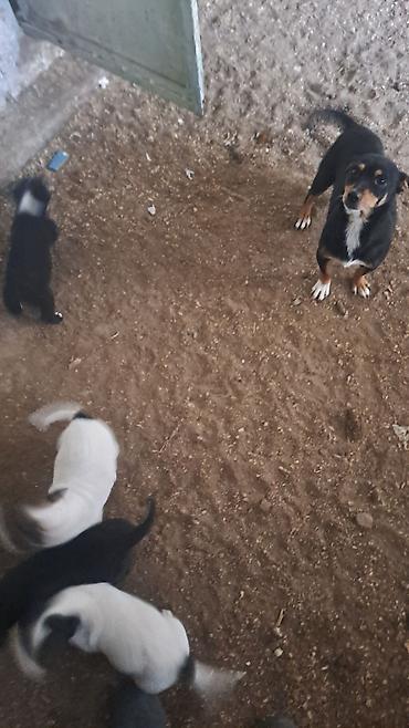 İtlər: Balalar satilir temiz zvanokdu atasiynan anasi ayri cinsdi ama temiz — 5