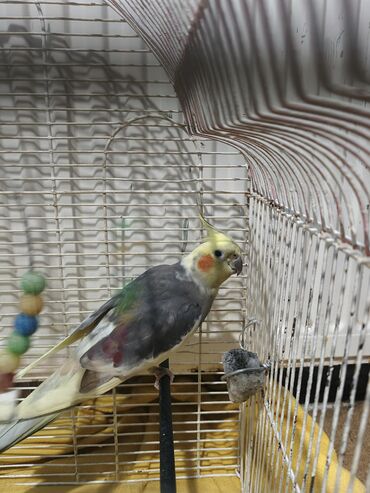 Tutuquşları: Nymph parakit (cockatiel) – boz-sarı rəngli, başında sarı çələk və — 5