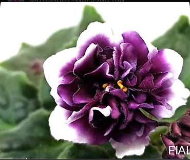орхидеи детки: Продаю деткистартеры сортовых фиалок🌺🌿🌺. От 100сом. Есть взрослые — 4