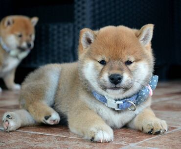 Psi: Odgajivačnica *Kami's little fellows* predstavlja vrhunsko čistokrvno — 13