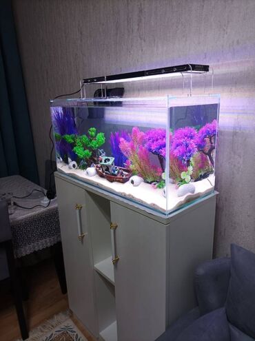 аквариум без рыб: İstənilən ölçüdə dolablı akvariumlar. Bundan başqa 60 manatdan