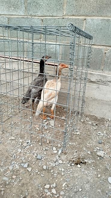 А/ч жаныбарларын сатам: Сатам | Короздор — 4