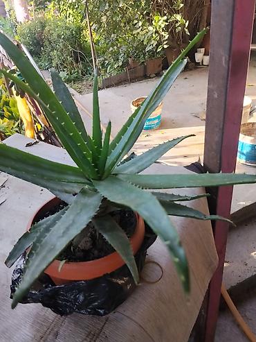 Алоэ: Алоэ (Aloe) в горшке - Суое тенистое растение с розеткой длинных — 1