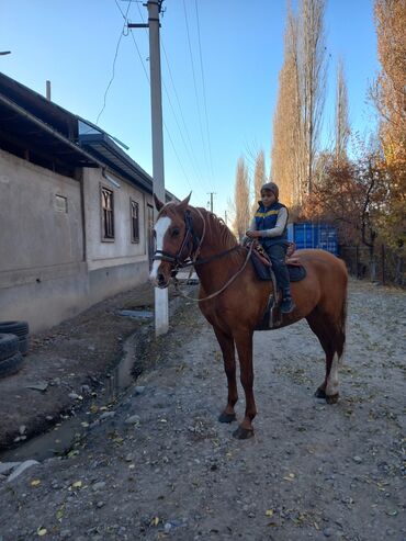 Лошади, кони: Продаю | Жеребец | Дончак | Для разведения — 6