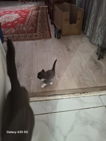котенок отдам даром: Котята — короткошёрстные, серые (есть дымчатые), есть котёнок