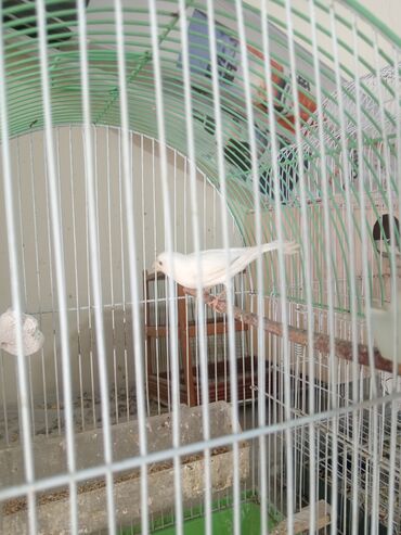 ən yaxşı it adları: Bulbuller Satilir. Erkey Ve Disi. Disi 40 azn. Erkey 80 azn. Erkey