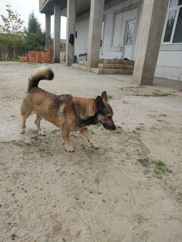 İtlər: Zvonok, 1 il, Erkek — 11