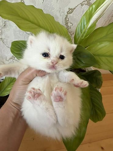 Pişiklər: Şotland yastı qulaq — 7