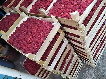 ковры бишкек: Куплю малину любые объемы — 1