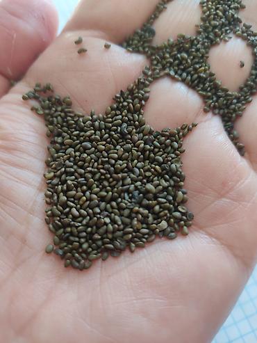 Люцерна: Беде Урук,семена люцерны люцерна высший сортсемена клевера для — 7