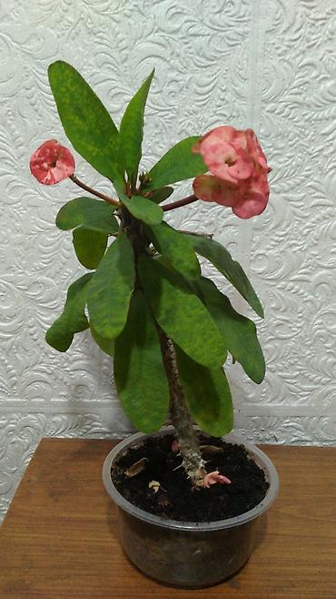 1001 роза: Молочай Милла (Euphorbia milii) — комнатное суккулентное растение с — 2