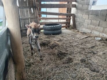 сколько длится беременность коровы: Продаю | Музоо, торпок | Полукровка | На откорм | Племенные