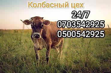 продаю животных: Колбасный цех : Коровы, быки, | Круглосуточно — 3